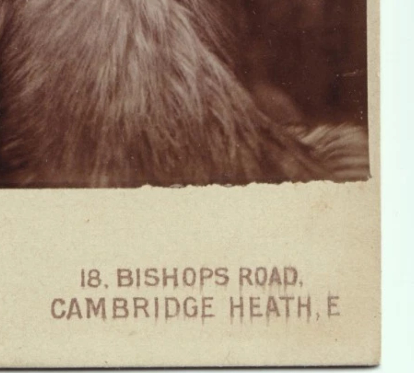 Cabinet Card: Cabinet Card: H. Marshall, Cambridge Heath, Woman with Fur Throw.: catalogue image 8