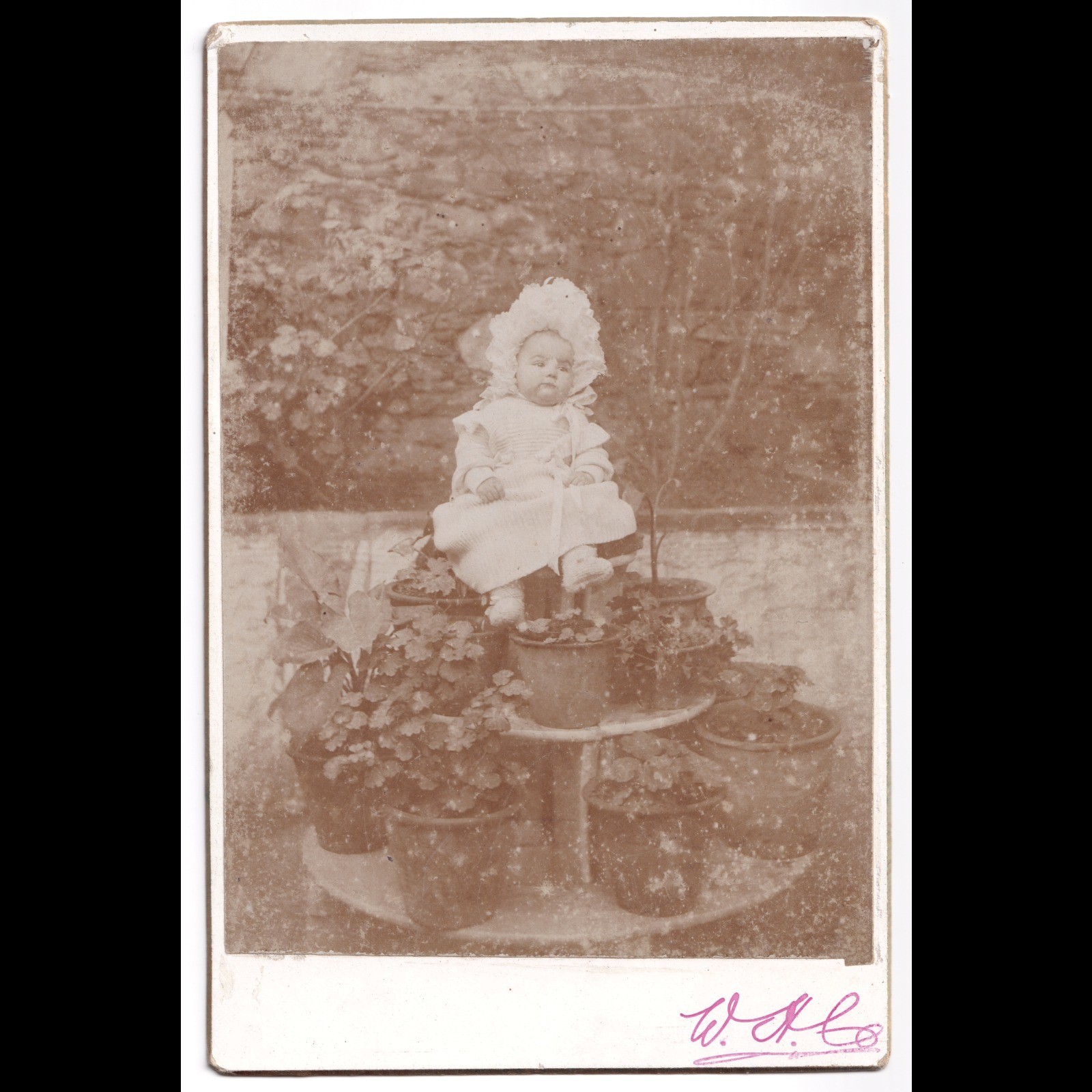 Cabinet Card: Unusual Cabinet Card: Baby Seated on Tiered Plant Stand with Potted Plants.: catalogue image 1