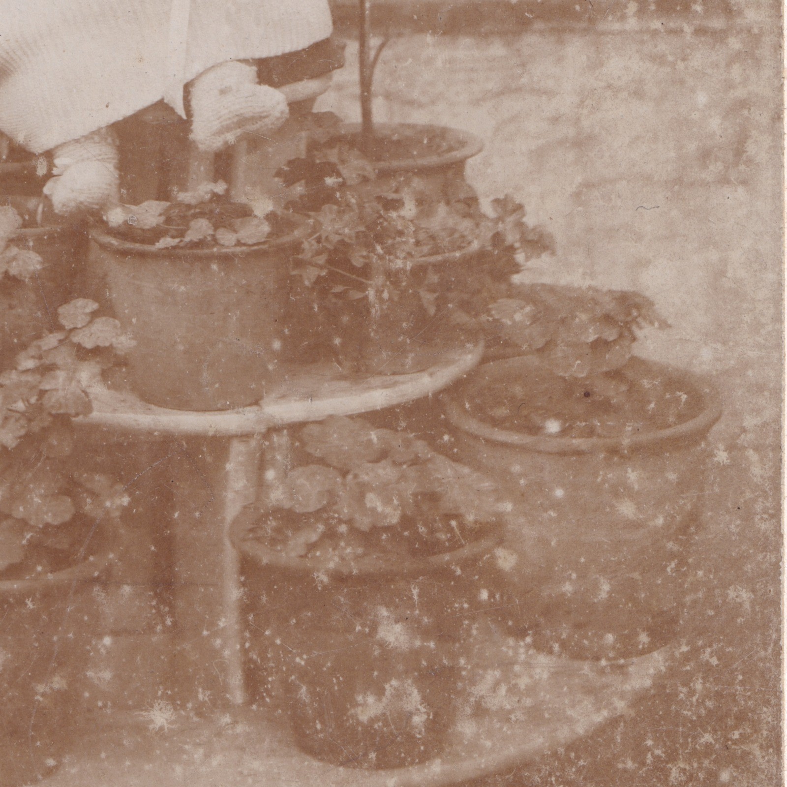 Cabinet Card: Unusual Cabinet Card: Baby Seated on Tiered Plant Stand with Potted Plants.: catalogue image 10