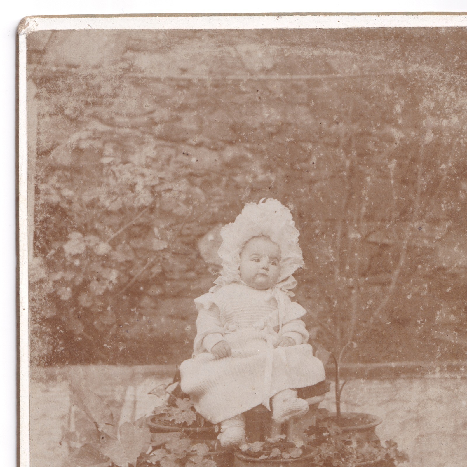 Cabinet Card: Unusual Cabinet Card: Baby Seated on Tiered Plant Stand with Potted Plants.: catalogue image 3