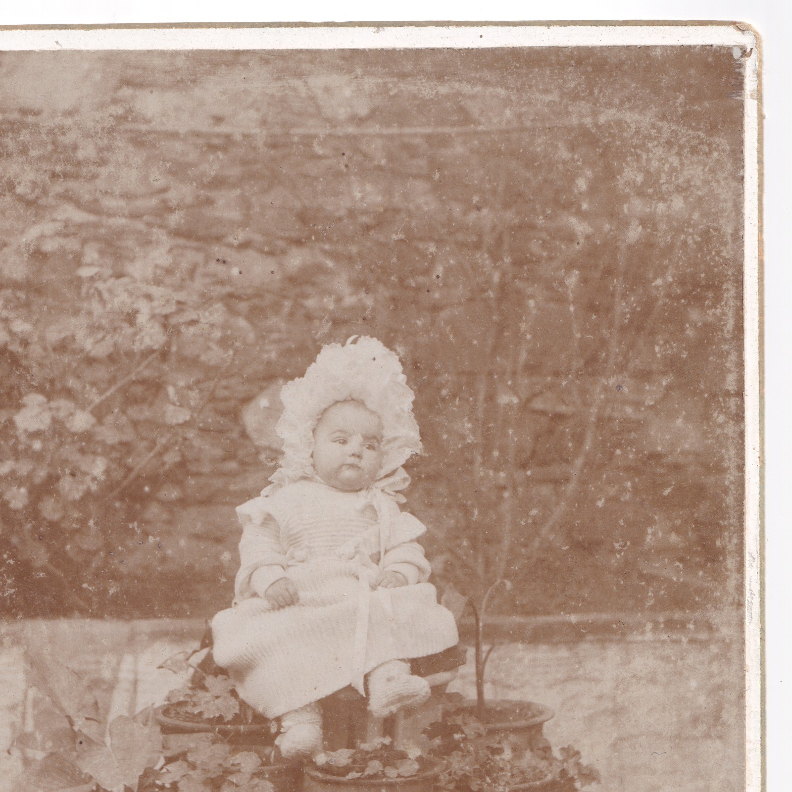Cabinet Card: Unusual Cabinet Card: Baby Seated on Tiered Plant Stand with Potted Plants.: catalogue image 4