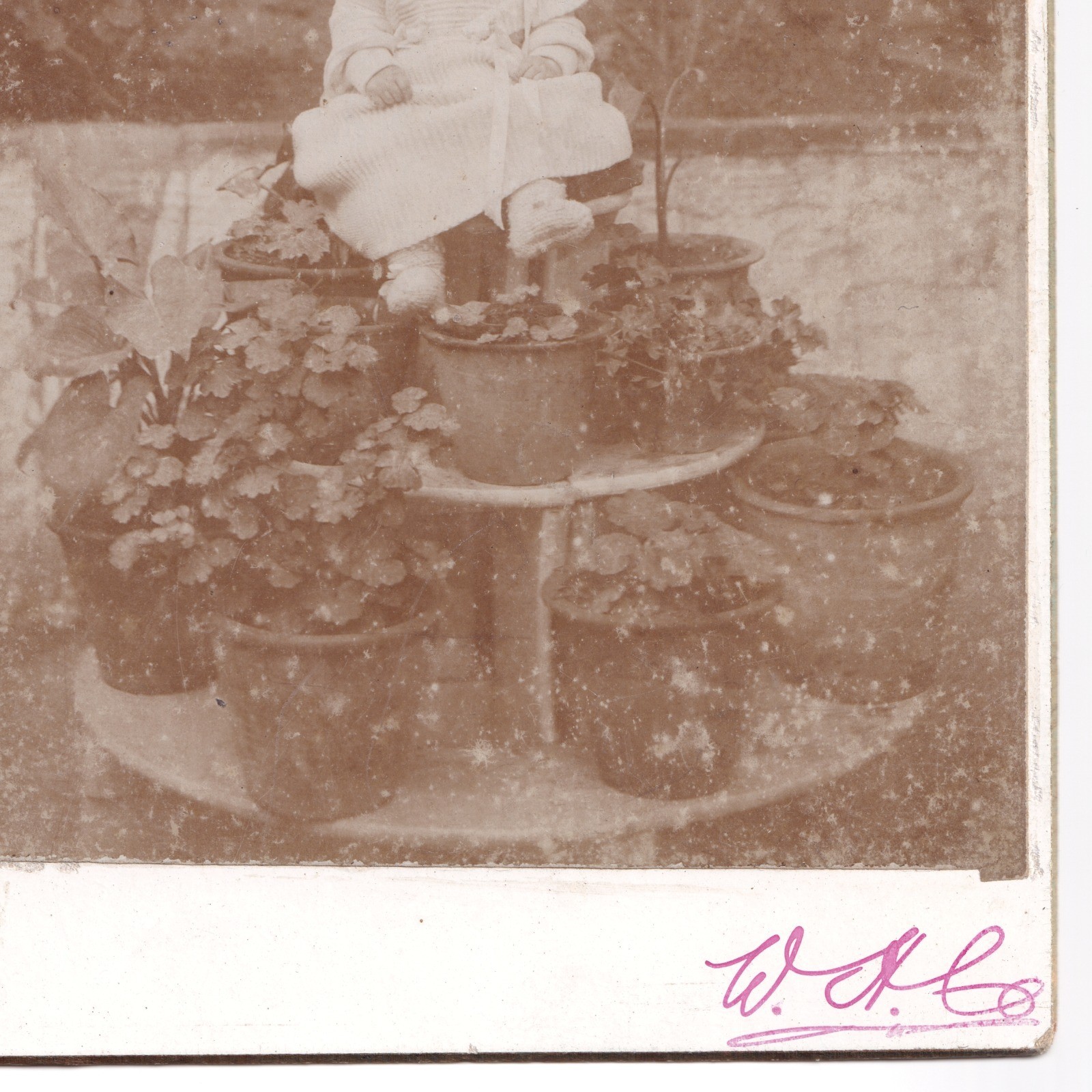 Cabinet Card: Unusual Cabinet Card: Baby Seated on Tiered Plant Stand with Potted Plants.: catalogue image 5