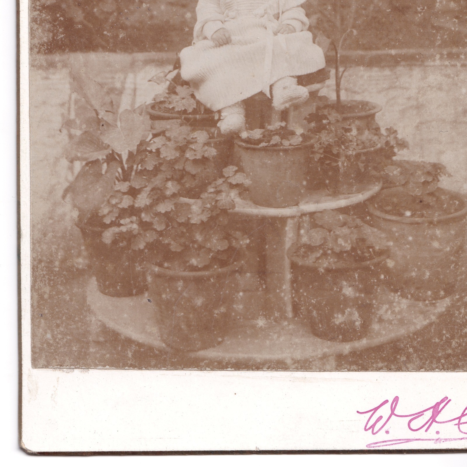 Cabinet Card: Unusual Cabinet Card: Baby Seated on Tiered Plant Stand with Potted Plants.: catalogue image 6