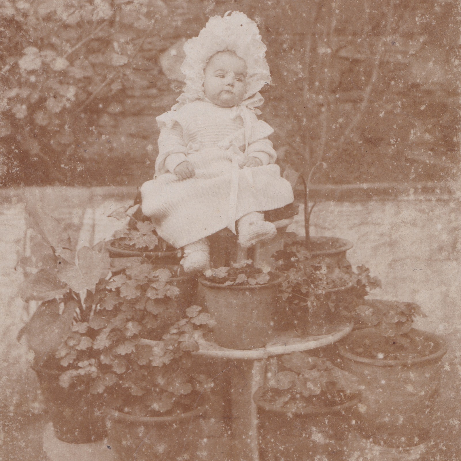 Cabinet Card: Unusual Cabinet Card: Baby Seated on Tiered Plant Stand with Potted Plants.: catalogue image 8