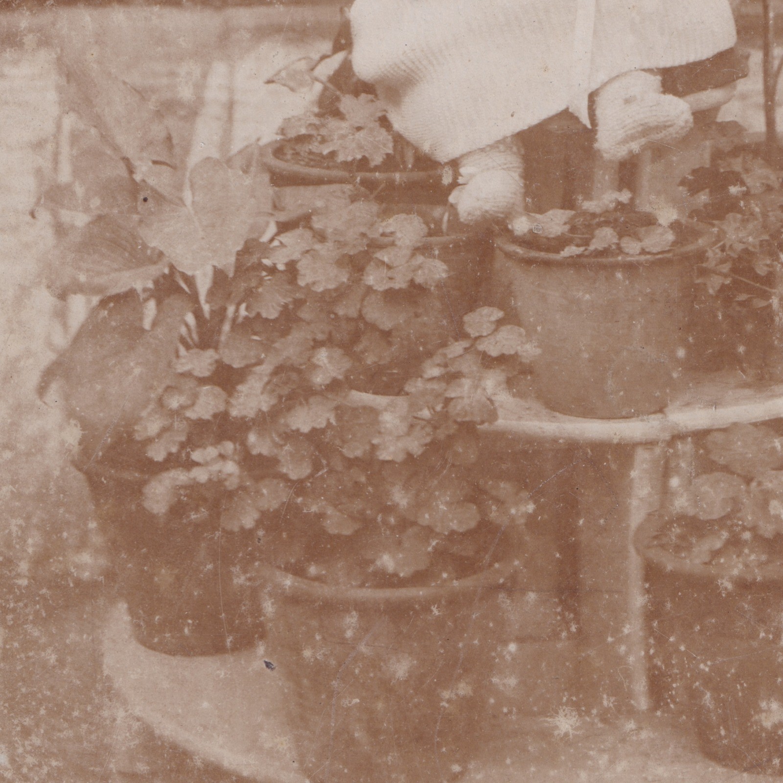 Cabinet Card: Unusual Cabinet Card: Baby Seated on Tiered Plant Stand with Potted Plants.: catalogue image 9