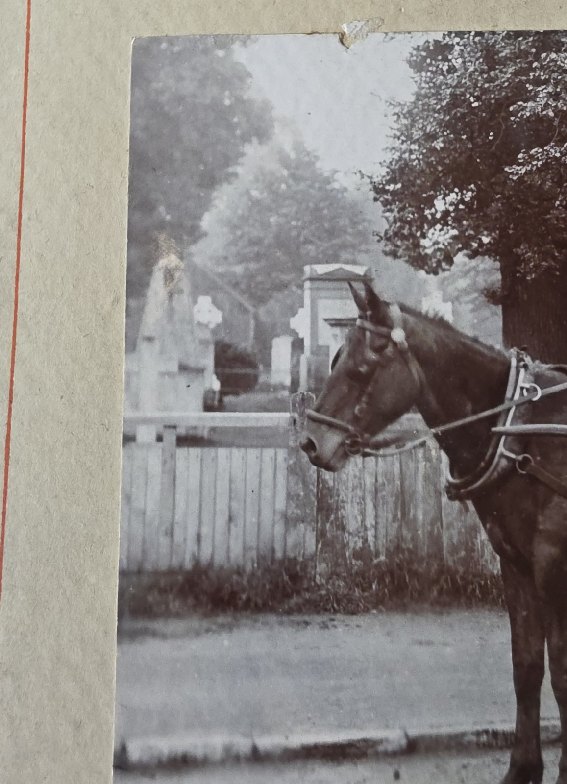 Photograph: Vintage Photograph, T. HYDE, Confectioner’s Horse and Cart, Widmore, Bromley.: catalogue image 10