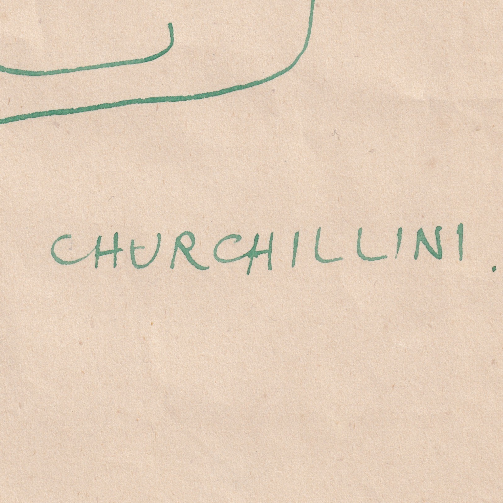 Ephemera: Winston Churchill Caricature Sketch “Winstonio Churchillini”: catalogue image 13